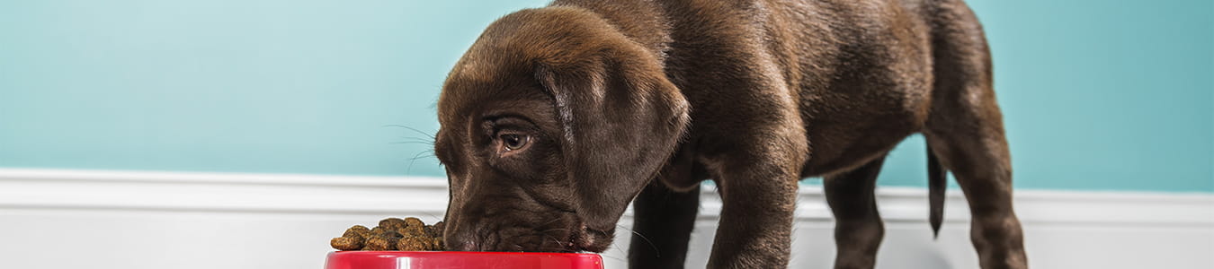 Brun labrador der spiser